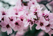 MARRIOTT BONVOY HOTELS CELEBRATE THE FLOWERING OF CHERRY BLOSSOMS HERALDING THE JOYOUS ARRIVAL OF SPRINGTIME IN JAPAN