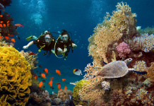 Baa Atoll Bliss: Avani+ Fares Maldives Resort Welcomes Guests to a Natural Island Paradise