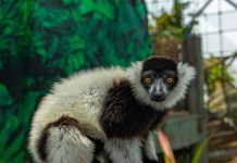 The Green Planet welcomes its first black and white lemurs to Dubai’s only indoor rainforest
