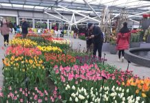 Keukenhof Gardens: Where Beauty Blooms