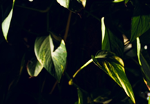 Crafting Sustainable Cocktails: An Inside Look at Tamoka’s Sustainable Practices