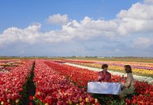 Amsterdam in Bloom: Welcome the Arrival of Tulip Season with Anantara Grand Hotel Krasnapolsky Amsterdam