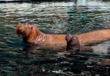 A New Arctic Arrival: SeaWorld® Yas Island, Abu Dhabi Celebrates Region’s First Walrus Calf Birth