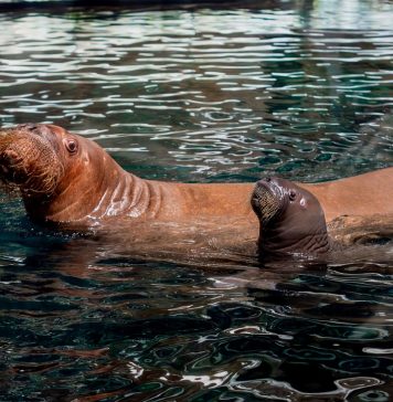 A New Arctic Arrival: SeaWorld® Yas Island, Abu Dhabi Celebrates Region’s First Walrus Calf Birth