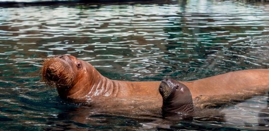 A New Arctic Arrival: SeaWorld® Yas Island, Abu Dhabi Celebrates Region’s First Walrus Calf Birth