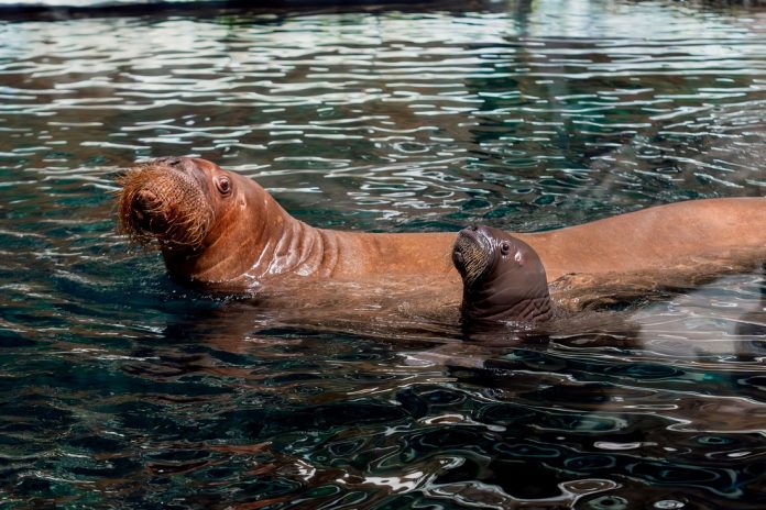 SeaWorld Abu Dhabi Walrus Calf 2