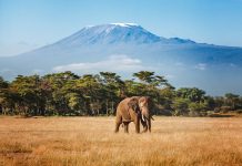 One country, two extraordinary escapes: British Airways announces new Tanzania routes and network update for summer 2027